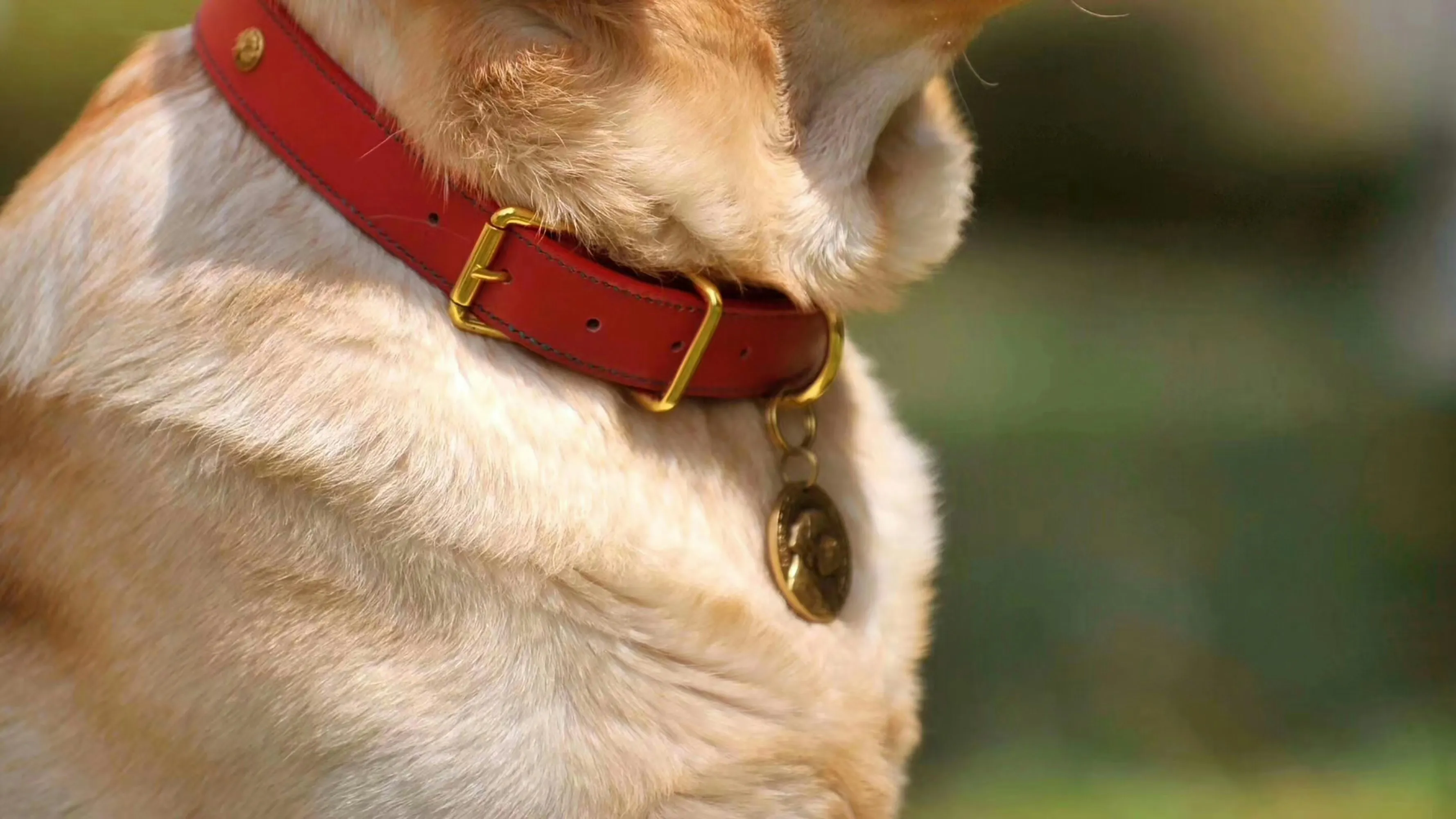 Dog wearing a red leather collar with a brass buckle and medallion tag